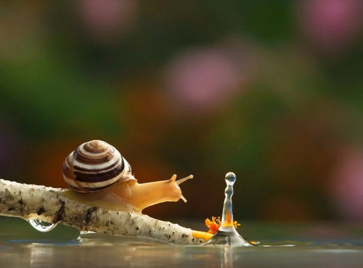 In 2026, I’m Leaving Everything Behind to Become a Snail
